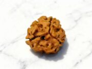 3 Mukhi Rudraksha (Nepali)