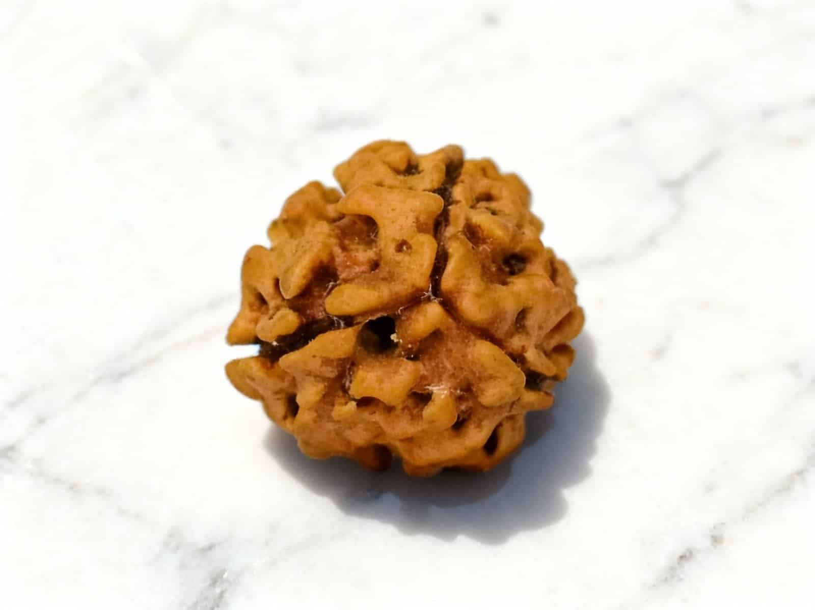 3 Mukhi Rudraksha (Nepali)