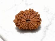 12 Mukhi Rudraksha (Nepali)