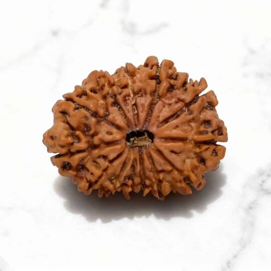 12 Mukhi Rudraksha (Nepali)