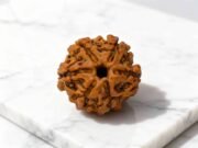 6 Mukhi Rudraksha (Nepali)