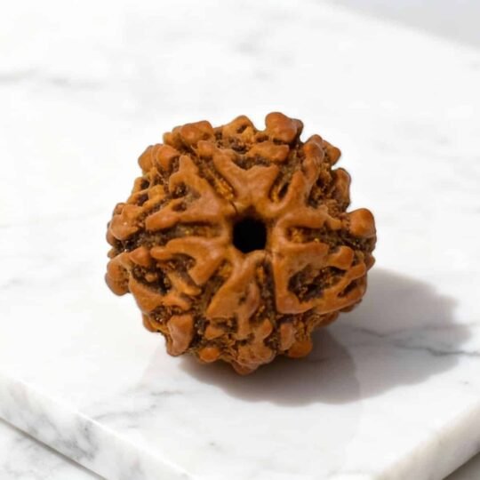 6 Mukhi Rudraksha (Nepali)